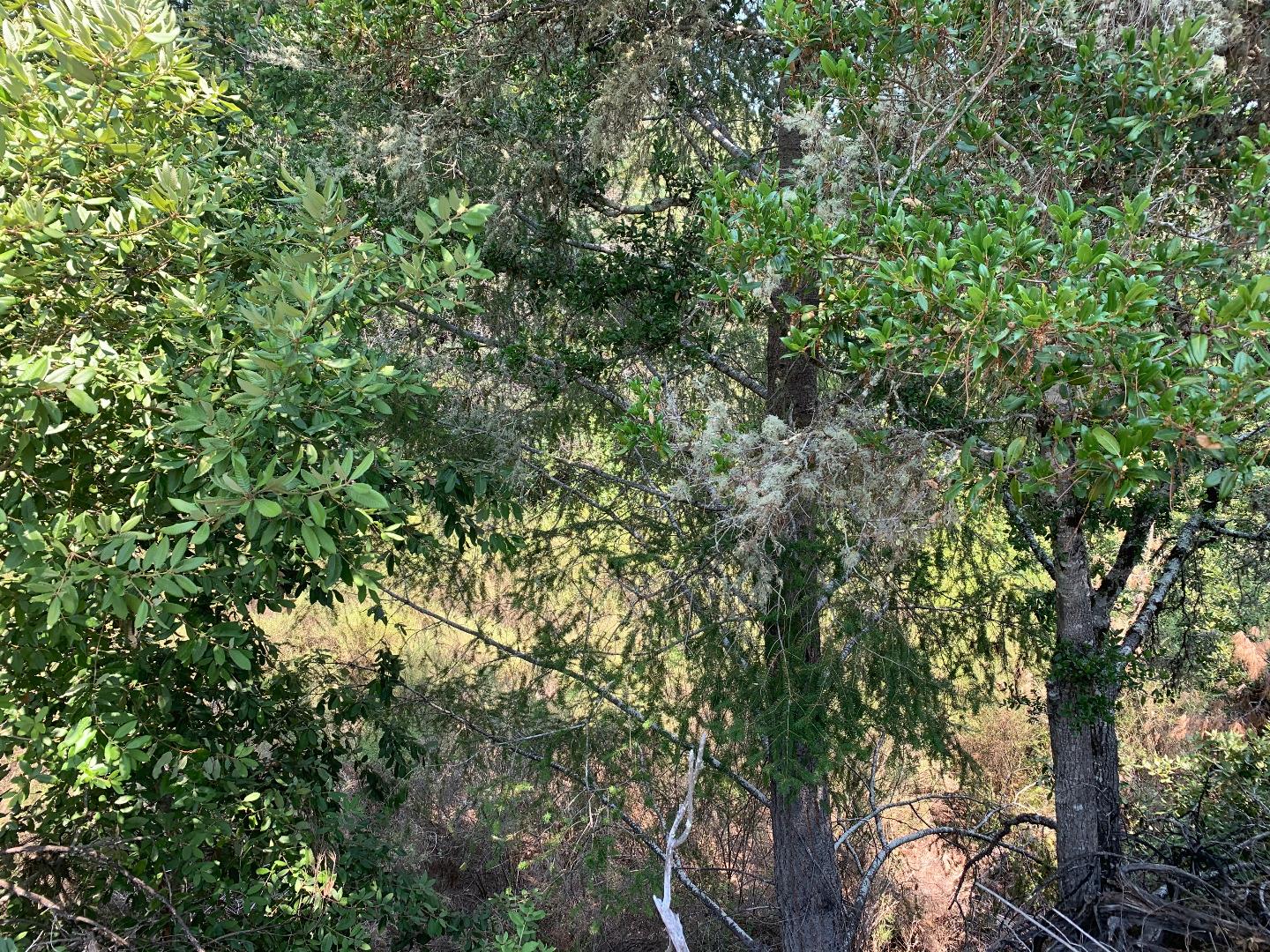 950 Middleton Drive, Boulder Creek, California 95006, ,Land,For Sale,950 Middleton Drive,ML81807489