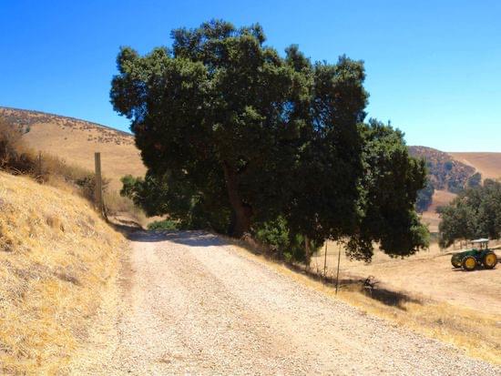 32800 Johnson Canyon Road, Gonzales, California 93926, ,Land,For Sale,32800 Johnson Canyon Road,ML81860026