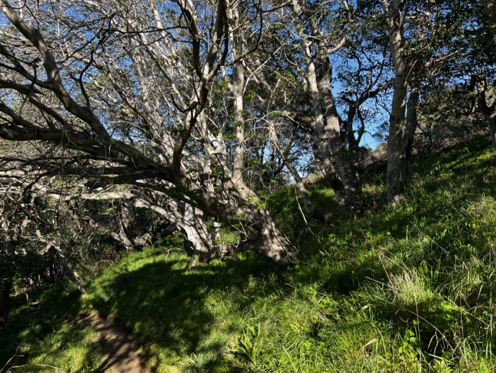 0000 Bartlett Way, Belmont, CA, 94002