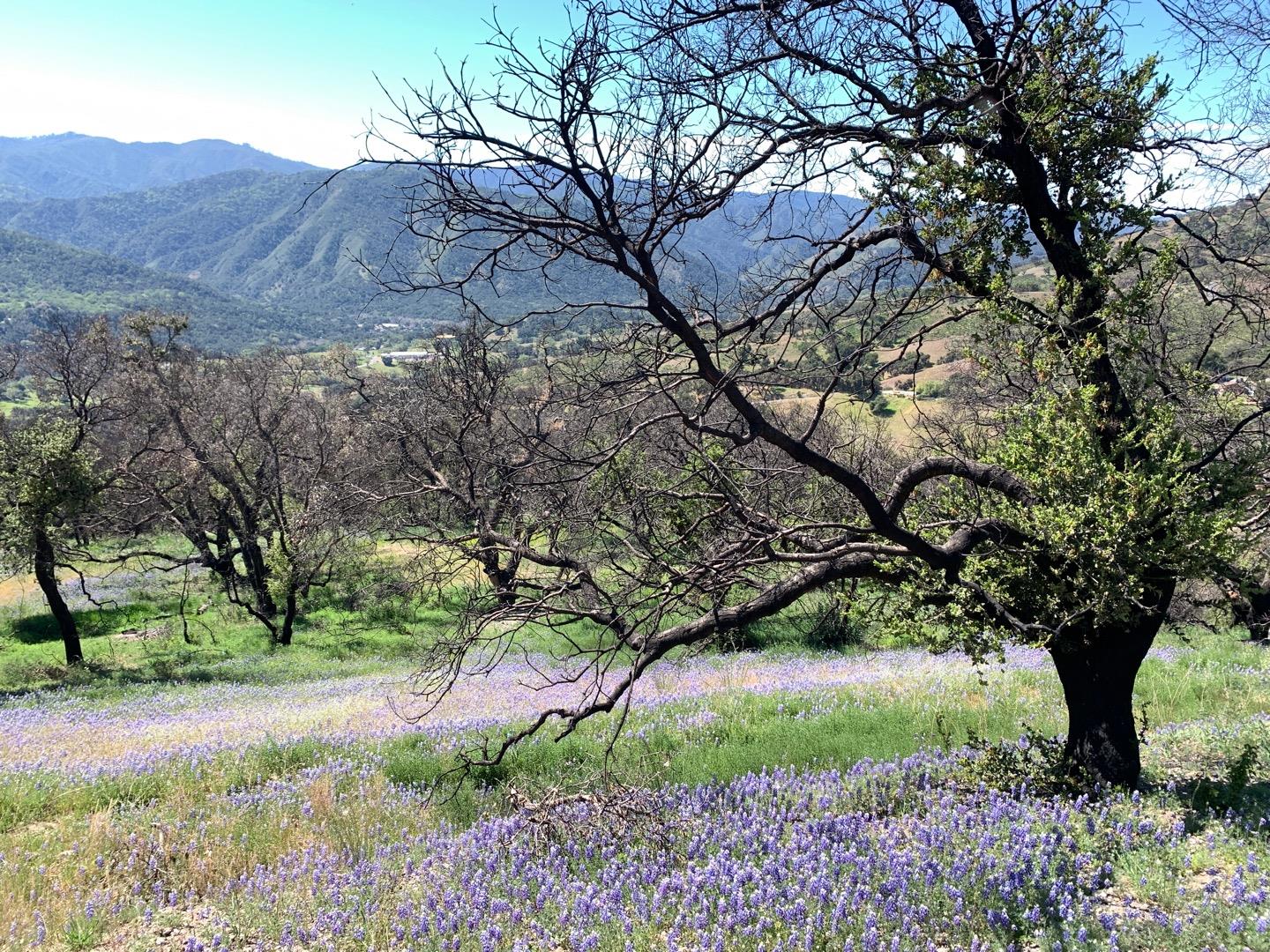 Detail Gallery Image 10 of 14 For 0 Cachagua, Carmel Valley,  CA 93924 - – Beds | – Baths