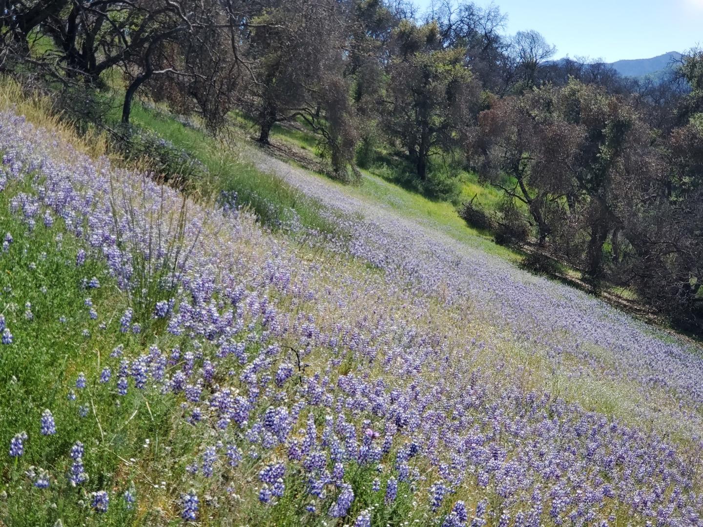 Detail Gallery Image 4 of 14 For 0 Cachagua, Carmel Valley,  CA 93924 - – Beds | – Baths