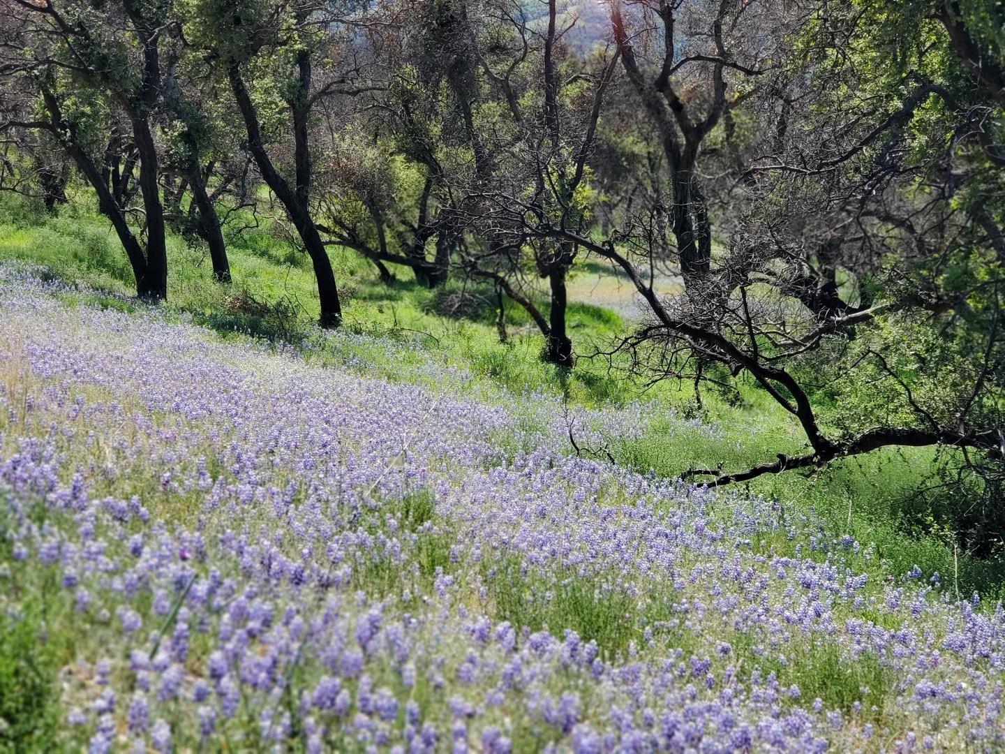 0 Cachagua, Carmel Valley, California 93924, ,Land,For Sale,0 Cachagua,ML81884266