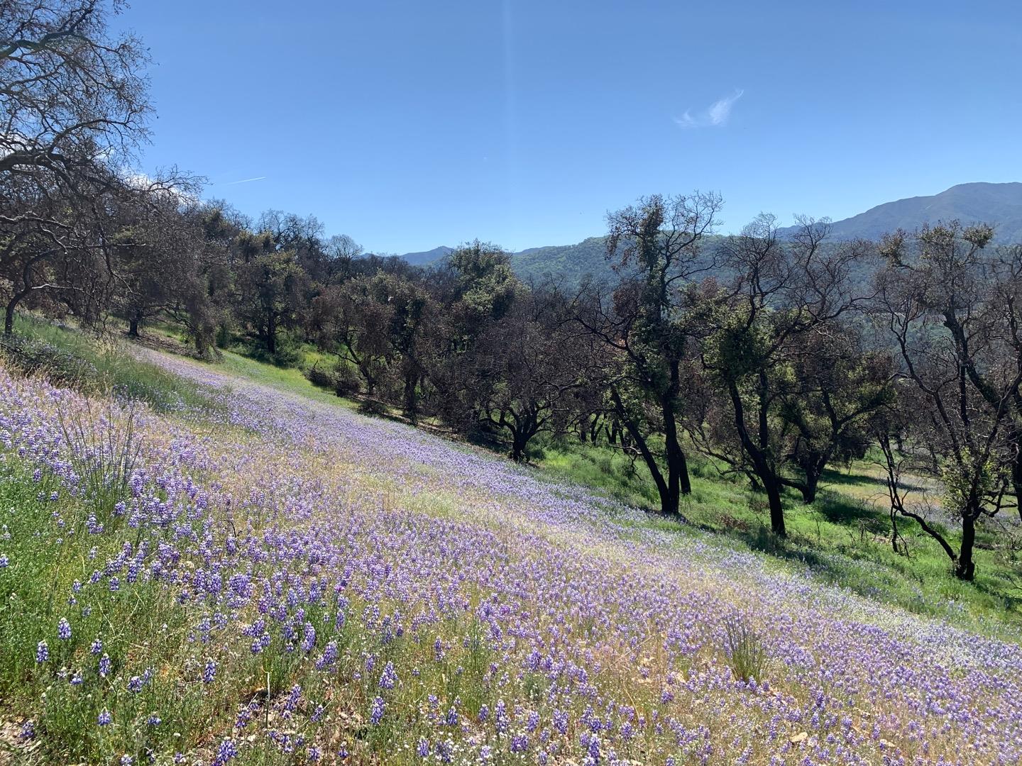 Detail Gallery Image 6 of 14 For 0 Cachagua, Carmel Valley,  CA 93924 - – Beds | – Baths
