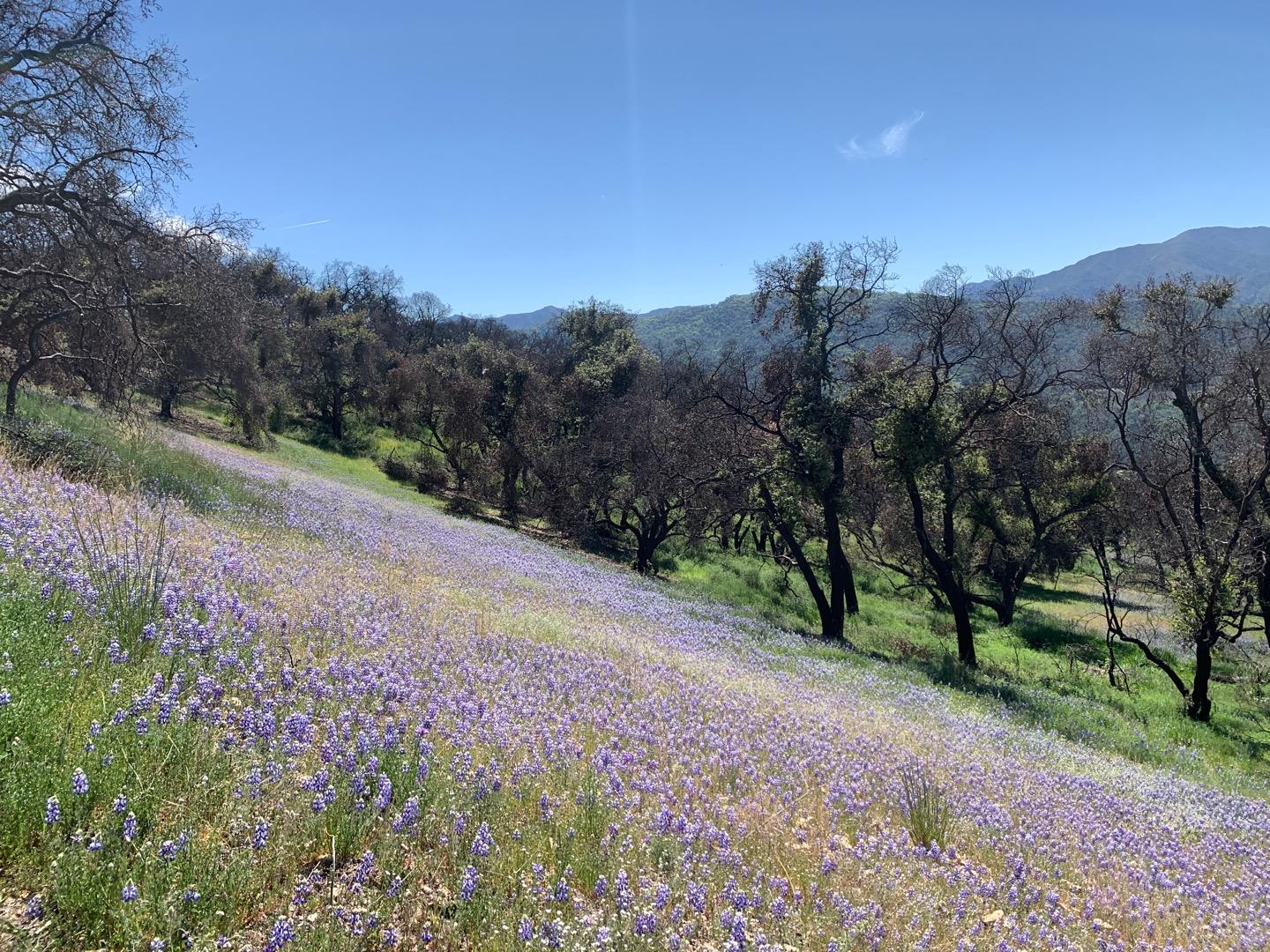 0 Cachagua, Carmel Valley, California 93924, ,Land,For Sale,0 Cachagua,ML81884266