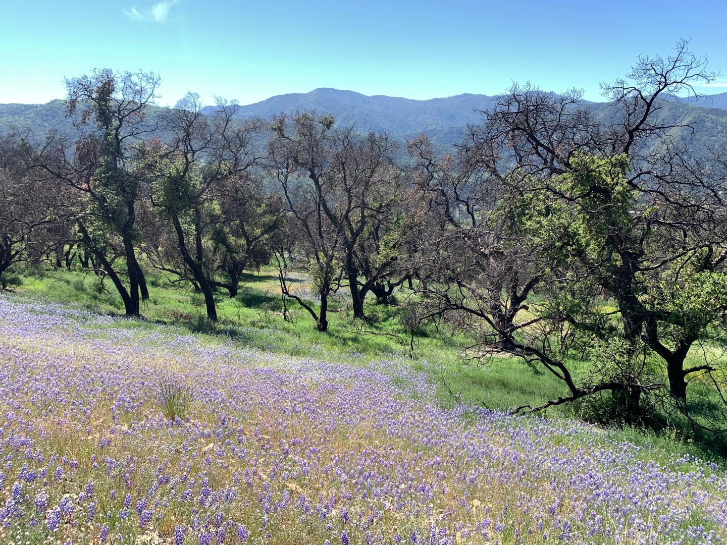 Detail Gallery Image 7 of 14 For 0 Cachagua, Carmel Valley,  CA 93924 - – Beds | – Baths