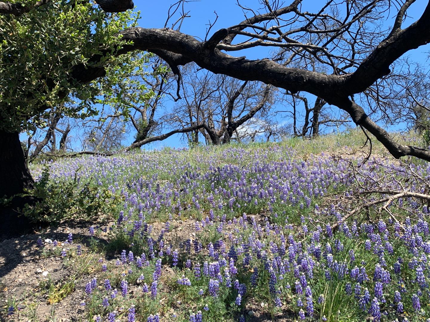 0 Cachagua, Carmel Valley, California 93924, ,Land,For Sale,0 Cachagua,ML81884266