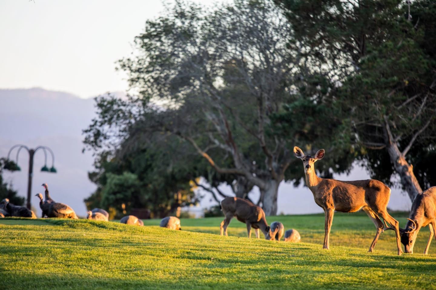 75 Este Alomar (Lot 56), Carmel, California 93923, ,Land,For Sale,75 Este Alomar (Lot 56),ML81927949