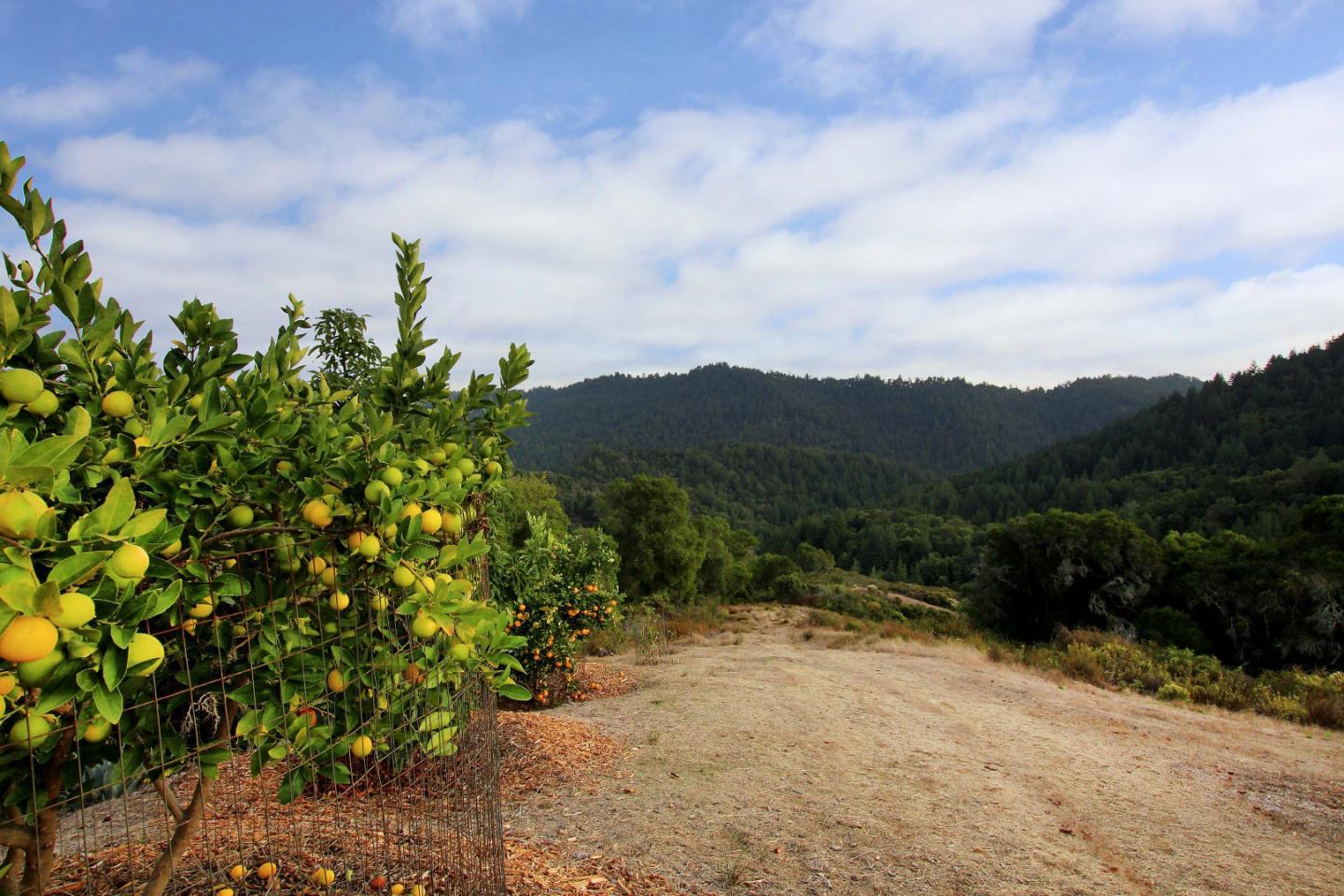 Detail Gallery Image 53 of 79 For 601 Blue Jay Way, Felton,  CA 95018 - 3 Beds | 2 Baths
