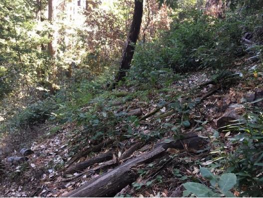 Detail Gallery Image 17 of 29 For - Mountain Charlie Rd, Los Gatos,  CA 95033 - – Beds | – Baths
