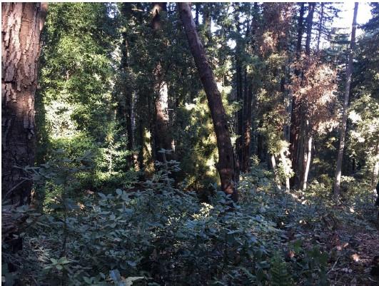 Detail Gallery Image 18 of 29 For - Mountain Charlie Rd, Los Gatos,  CA 95033 - – Beds | – Baths