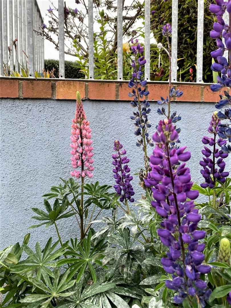 Detail Gallery Image 26 of 32 For 621 Mcclellan Ave #STUDIO,  Monterey,  CA 93940 - 0 Beds | 1 Baths