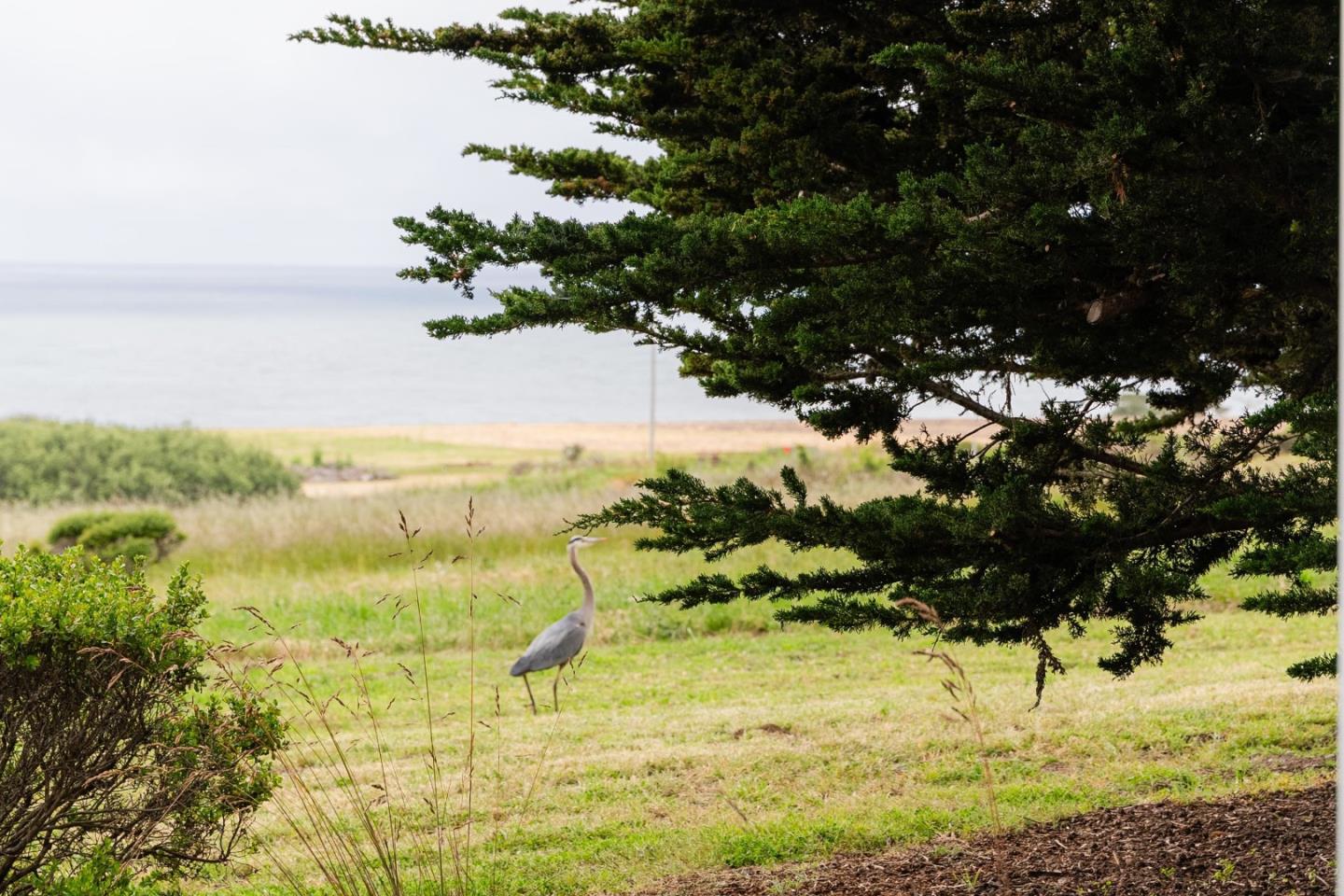 Detail Gallery Image 48 of 78 For 801 Bean Hollow Rd, Pescadero,  CA 94060 - 6 Beds | 4 Baths