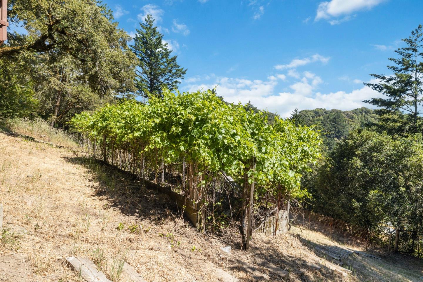 Detail Gallery Image 46 of 70 For 11835 Skyline Blvd, Los Gatos,  CA 95033 - 3 Beds | 2 Baths