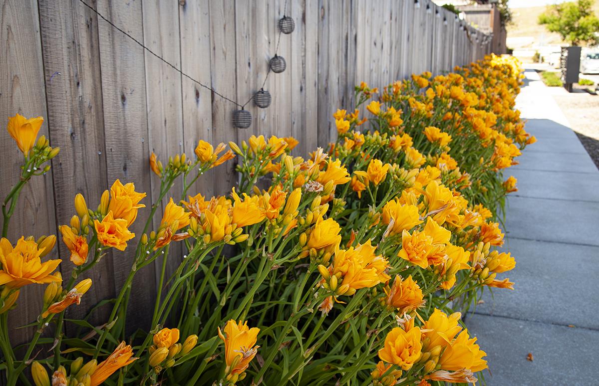 Detail Gallery Image 59 of 59 For 1143 Vista Way, San Juan Bautista,  CA 95045 - 5 Beds | 4/1 Baths