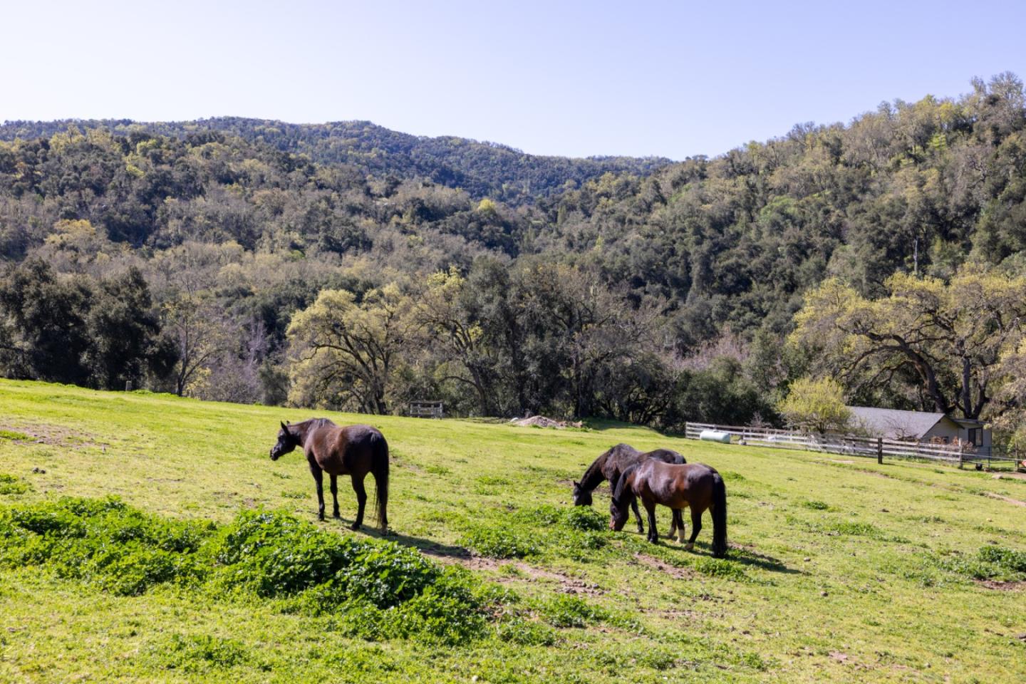 Detail Gallery Image 7 of 42 For 20215 Cachagua Rd, Carmel Valley,  CA 93924 - 3 Beds | 2 Baths