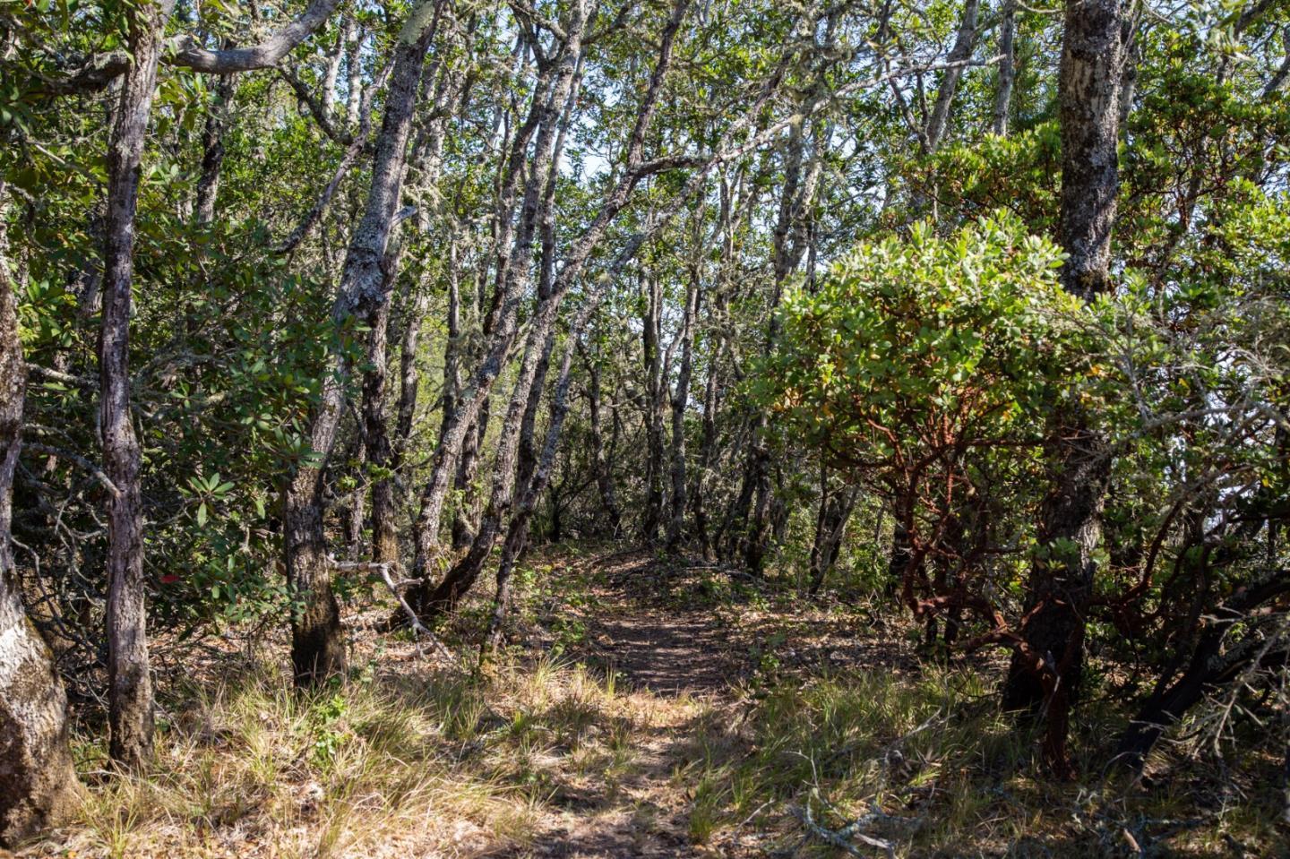 Detail Gallery Image 26 of 32 For 0 Pfeiffer Ridge Road, Big Sur,  CA 93920 - – Beds | – Baths