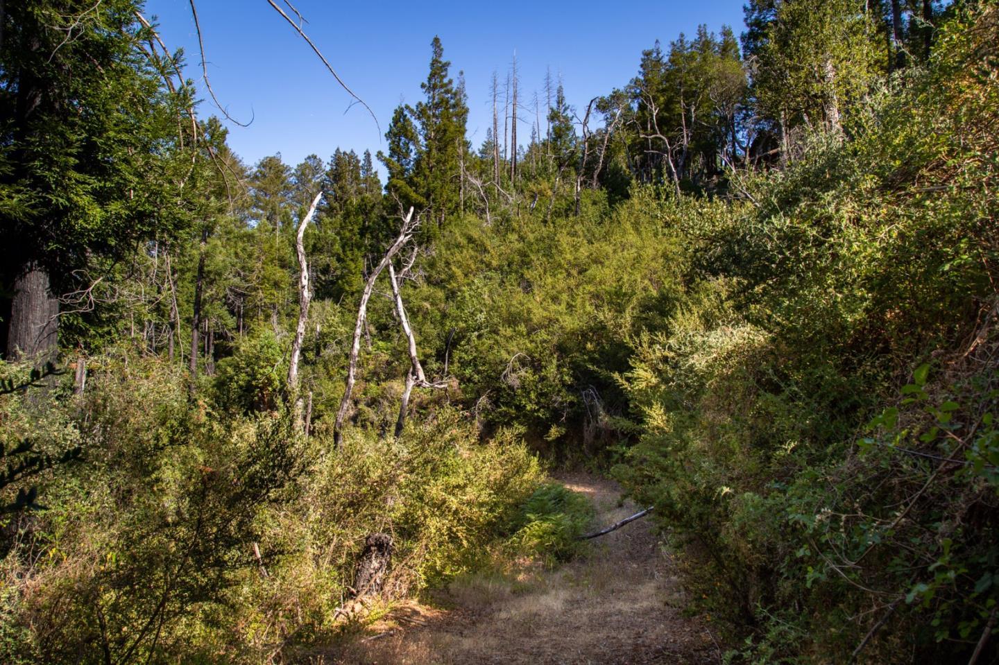 Detail Gallery Image 28 of 32 For 0 Pfeiffer Ridge Road, Big Sur Coast,  CA 93920 - – Beds | – Baths