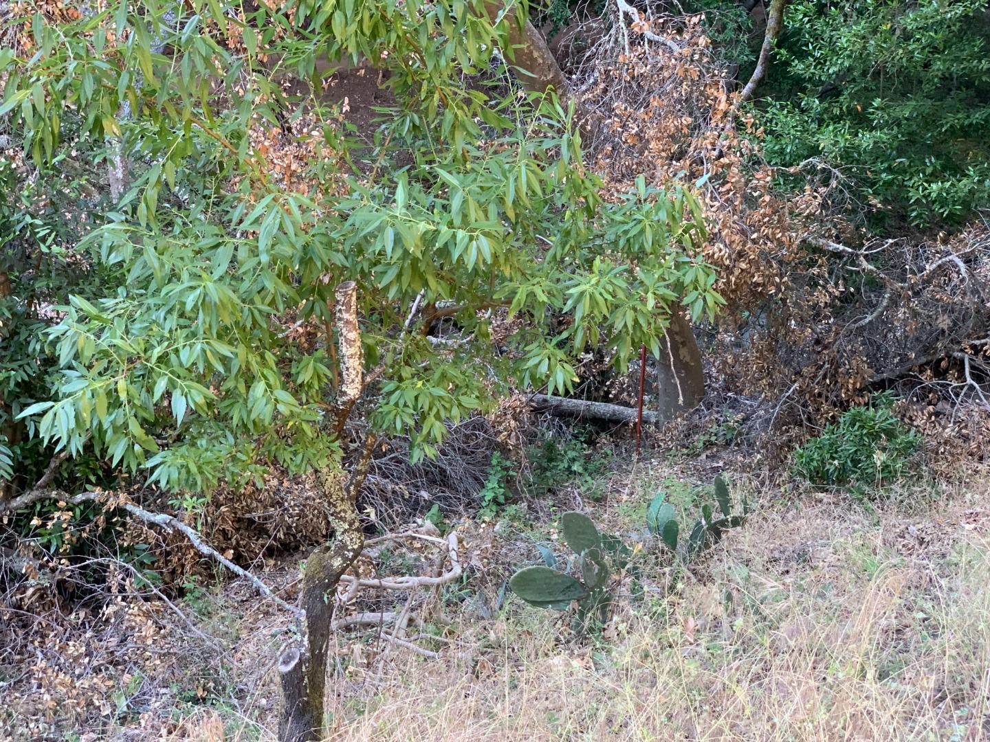 14715 Uvas, Morgan Hill, California 95037, ,Land,For Sale,14715 Uvas,ML81972648