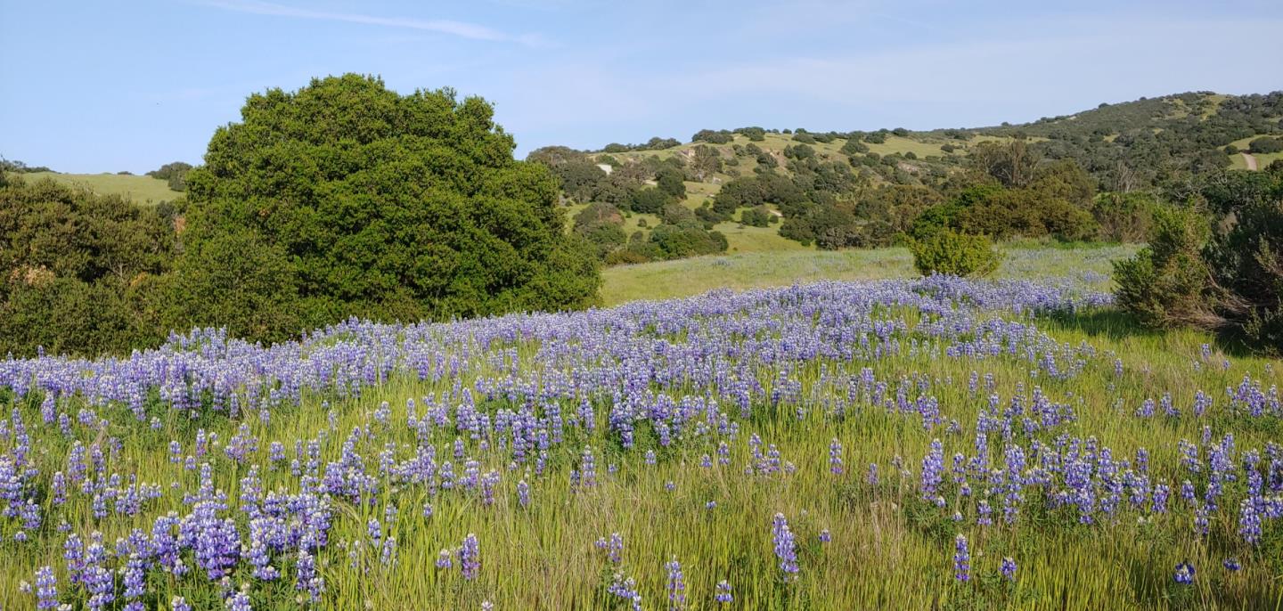 Detail Gallery Image 31 of 104 For 902 Monterey Salinas Hwy, Salinas,  CA 93908 - 5 Beds | 2/1 Baths