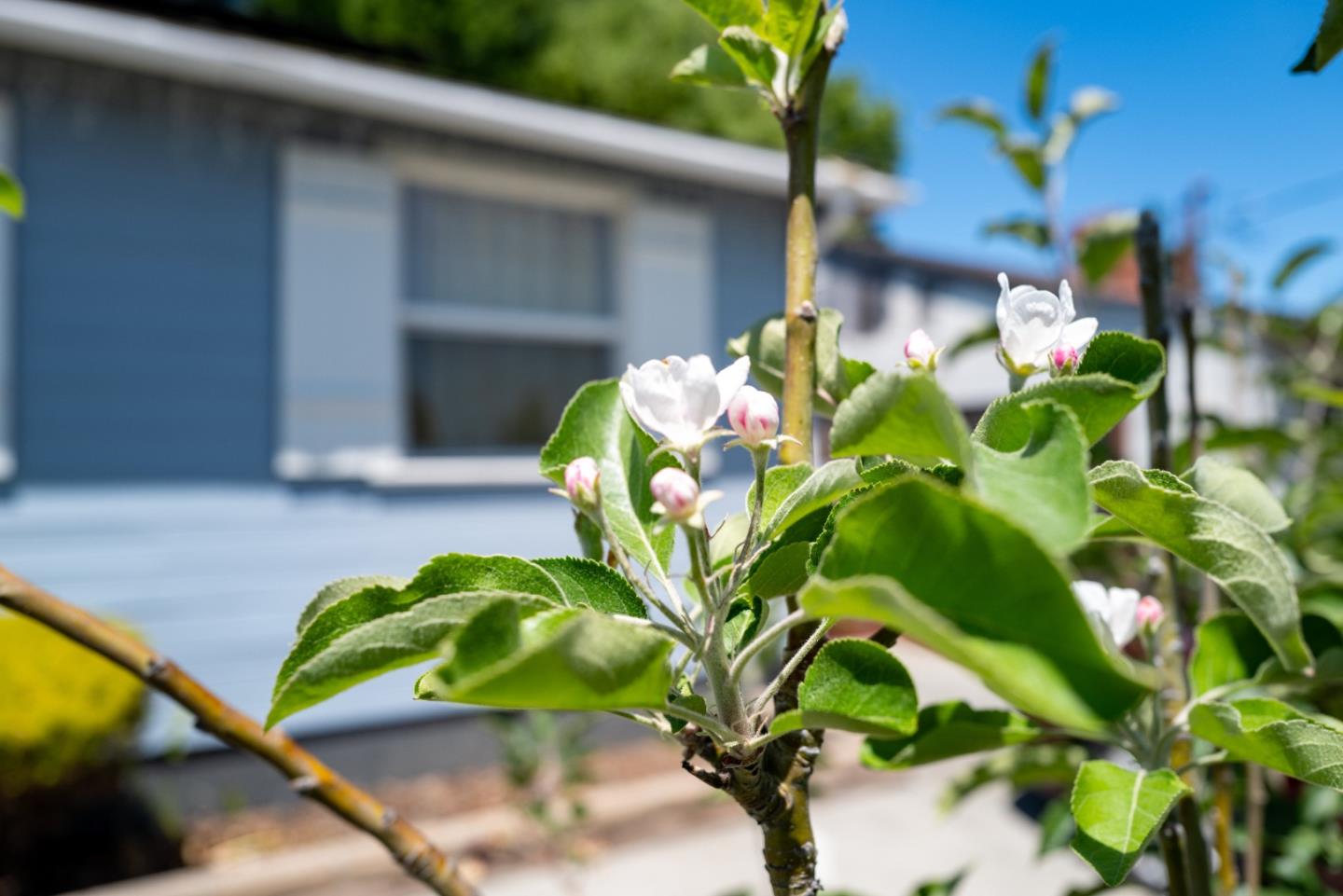 Detail Gallery Image 35 of 41 For 365 Bradley Ave, San Jose,  CA 95128 - 3 Beds | 2 Baths