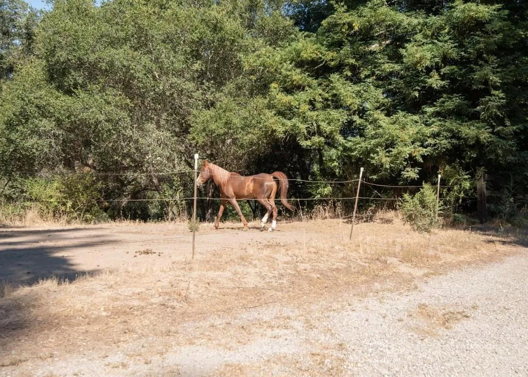 Detail Gallery Image 20 of 32 For 9000 Lompico Rd, Felton,  CA 95018 - – Beds | – Baths