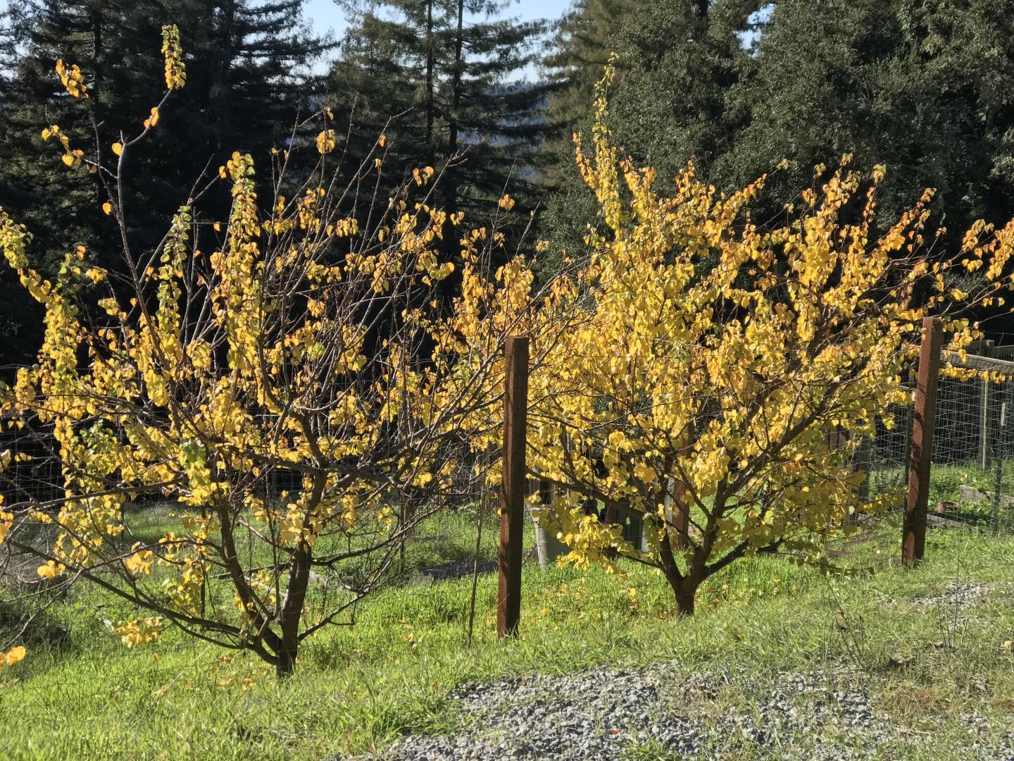 Detail Gallery Image 59 of 61 For 1560 Tindall Ranch Rd, Corralitos,  CA 95076 - 3 Beds | 1/1 Baths