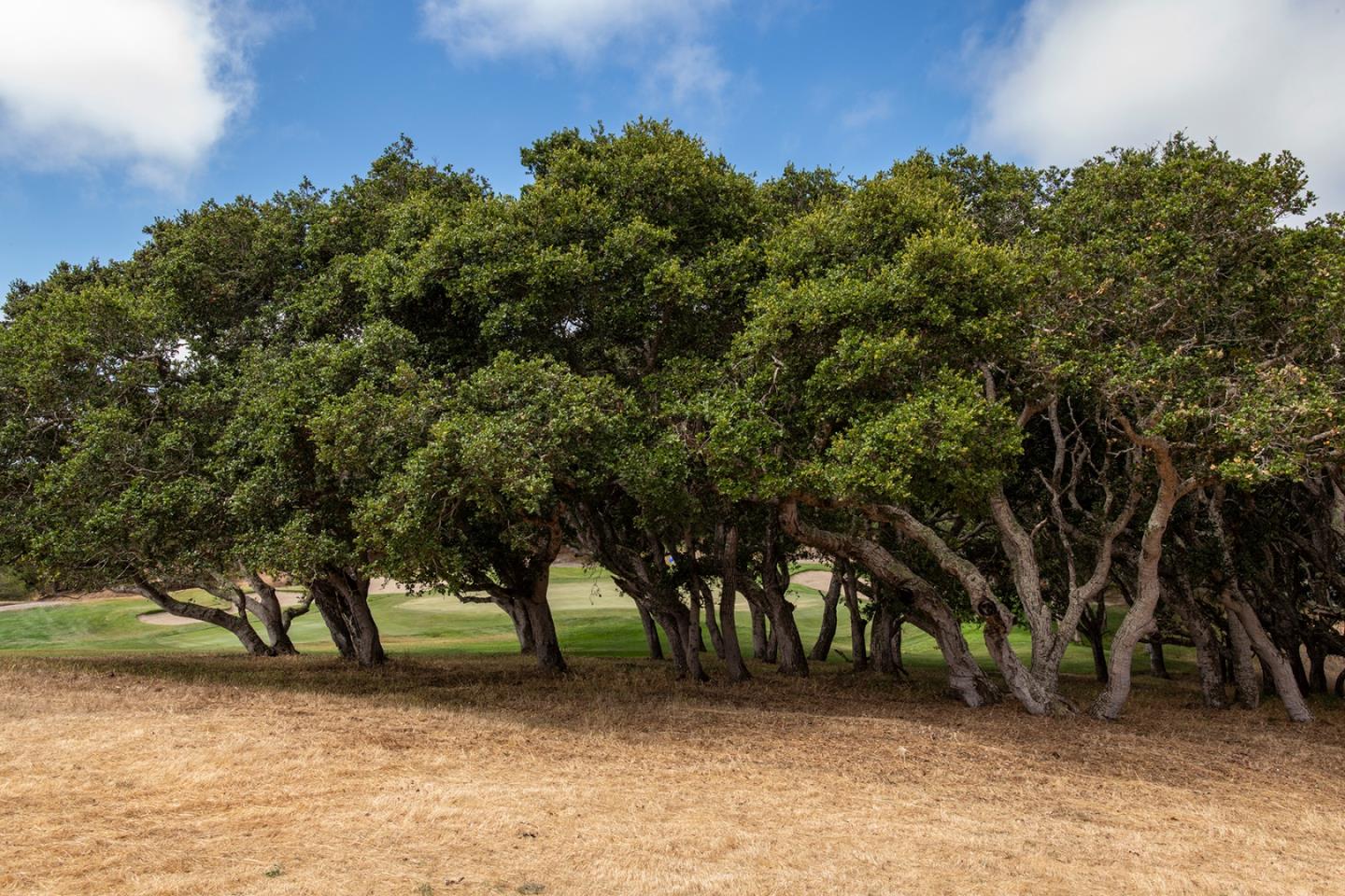 Detail Gallery Image 5 of 24 For 25520 via Malpaso (Lot 92), Carmel,  CA 93923 - – Beds | – Baths