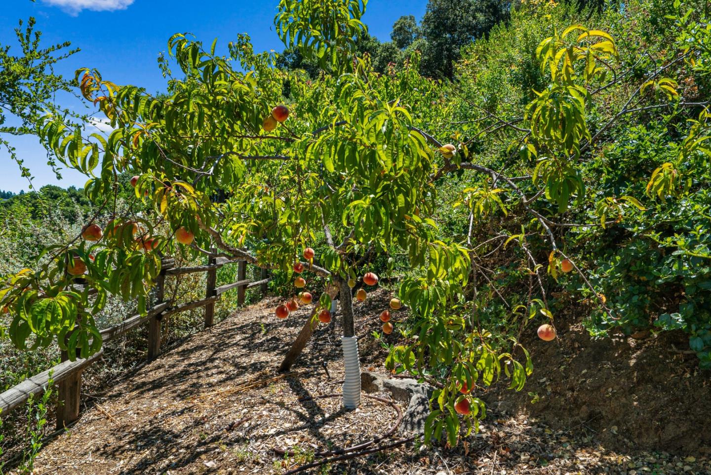 Detail Gallery Image 87 of 105 For 15651 Kennedy Rd, Los Gatos,  CA 95032 - 4 Beds | 3/1 Baths