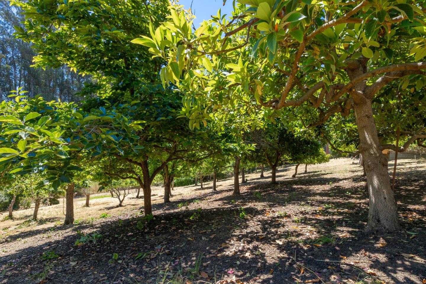 Detail Gallery Image 64 of 76 For 222 Manfre Rd, Watsonville,  CA 95076 - 3 Beds | 2/1 Baths