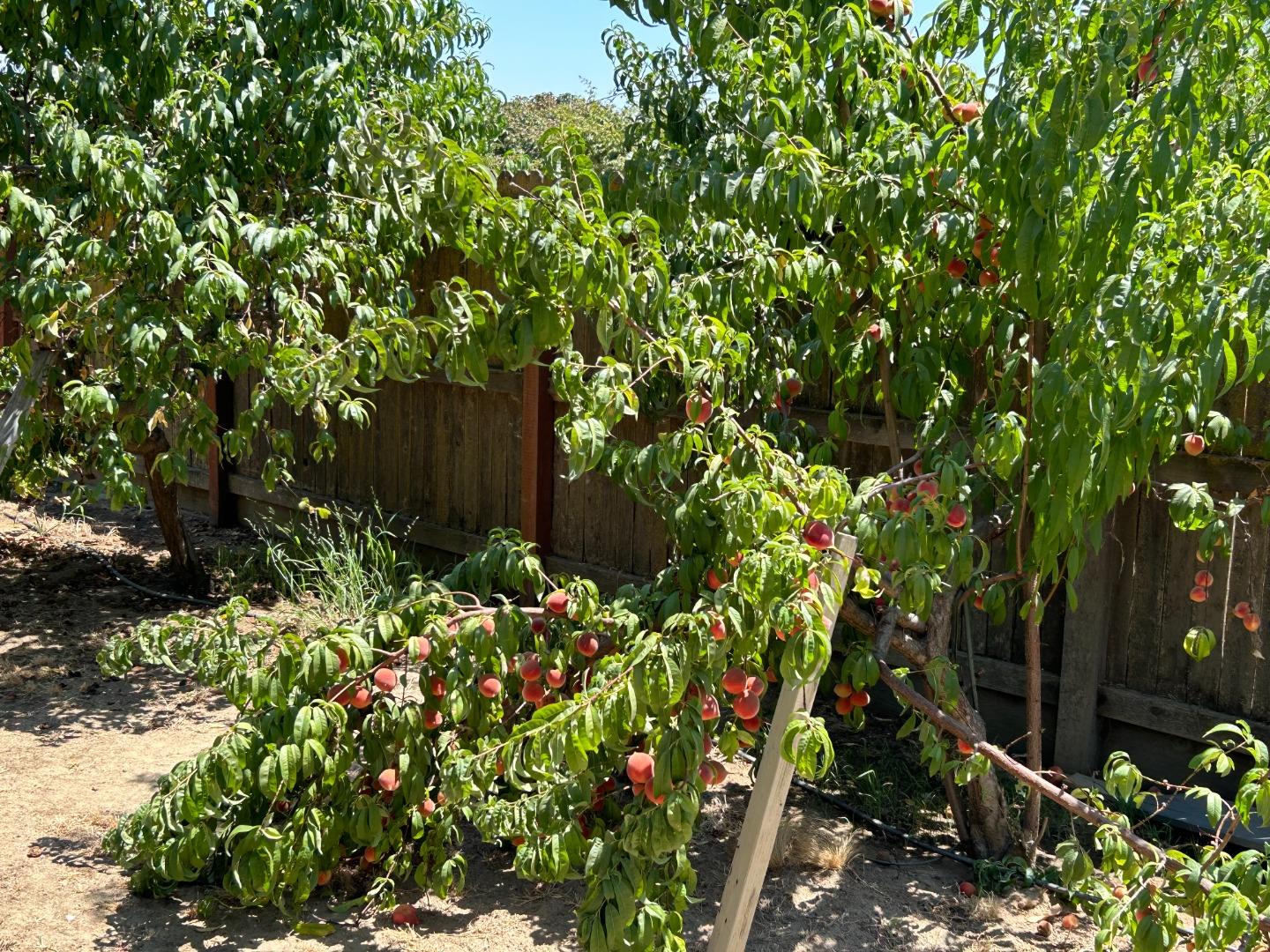 Detail Gallery Image 51 of 51 For 9695 Heatherhurst Dr, Chowchilla,  CA 93610 - 3 Beds | 2 Baths