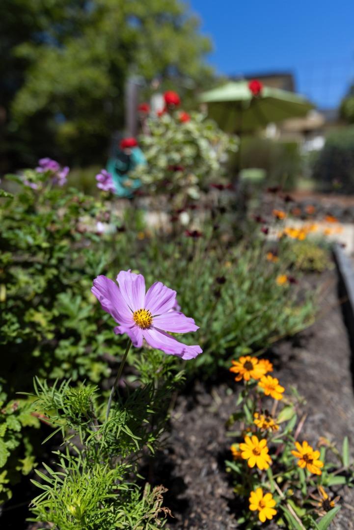 Detail Gallery Image 51 of 65 For 661 Meadow Rd, Aptos,  CA 95003 - 4 Beds | 3 Baths