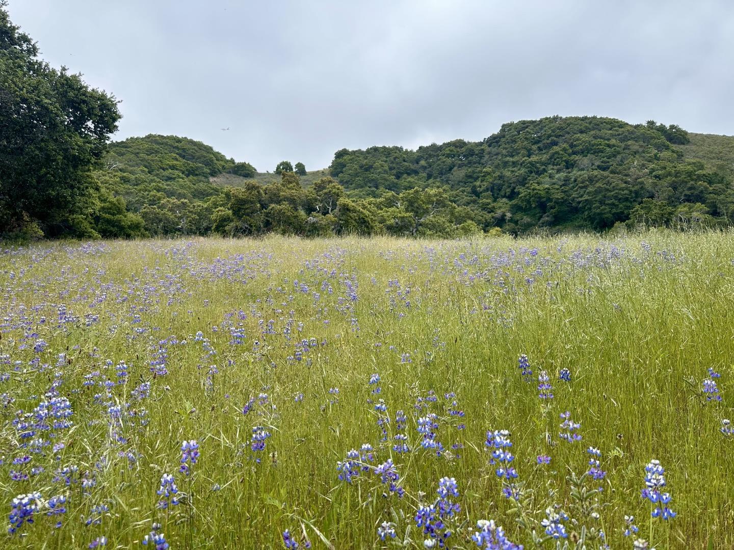 8 Corral Run, Carmel, California 93923, ,Land,For Sale,8 Corral Run,ML81977848
