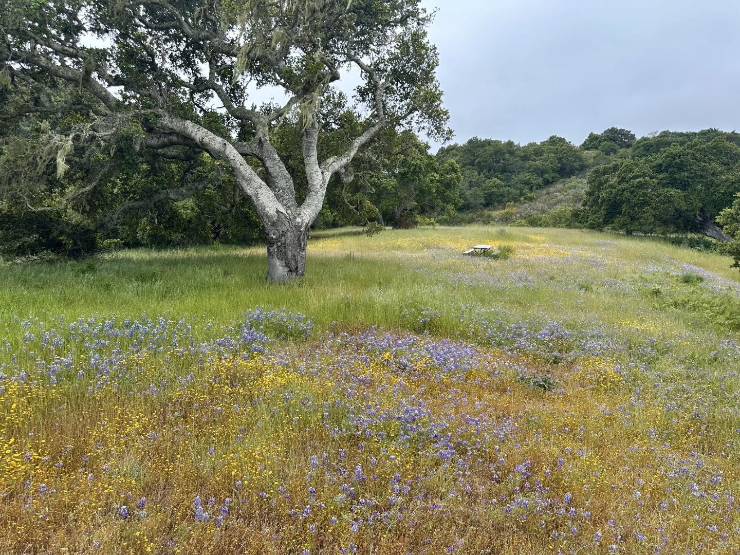 8 Corral Run, Carmel, California 93923, ,Land,For Sale,8 Corral Run,ML81977848