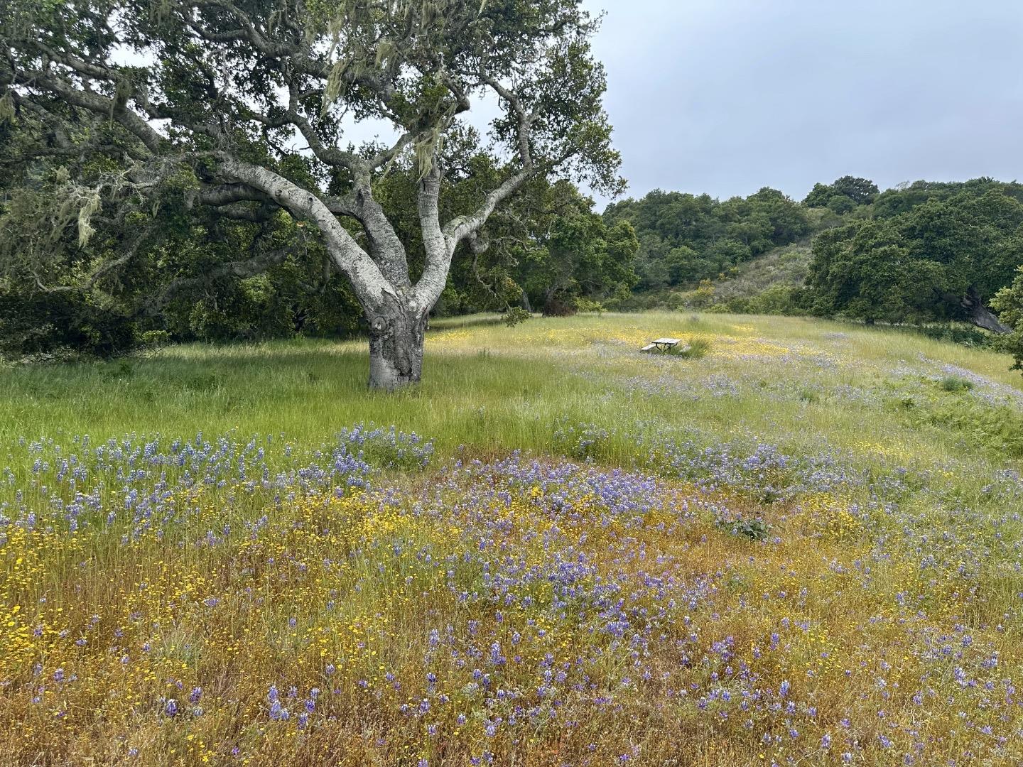 Detail Gallery Image 11 of 16 For 8 Corral Run, Carmel,  CA 93923 - – Beds | – Baths