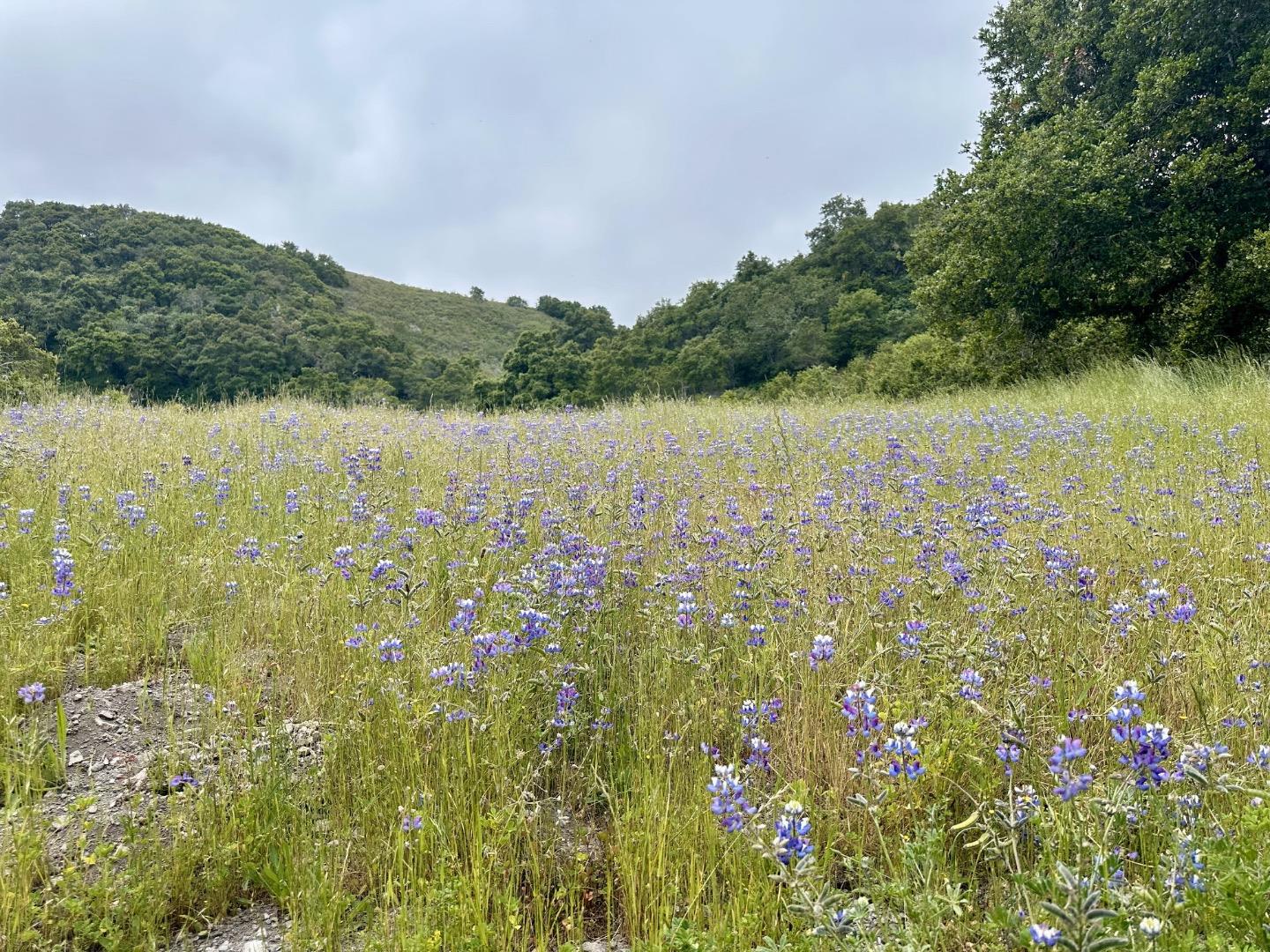 8 Corral Run, Carmel, California 93923, ,Land,For Sale,8 Corral Run,ML81977848