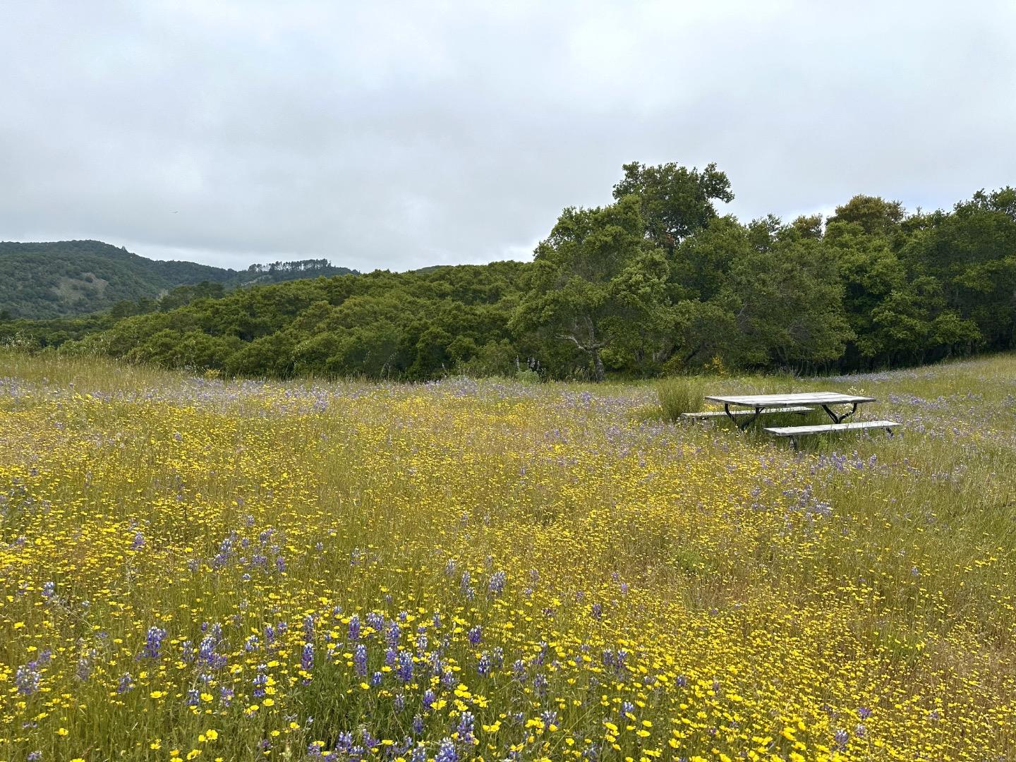 8 Corral Run, Carmel, California 93923, ,Land,For Sale,8 Corral Run,ML81977848