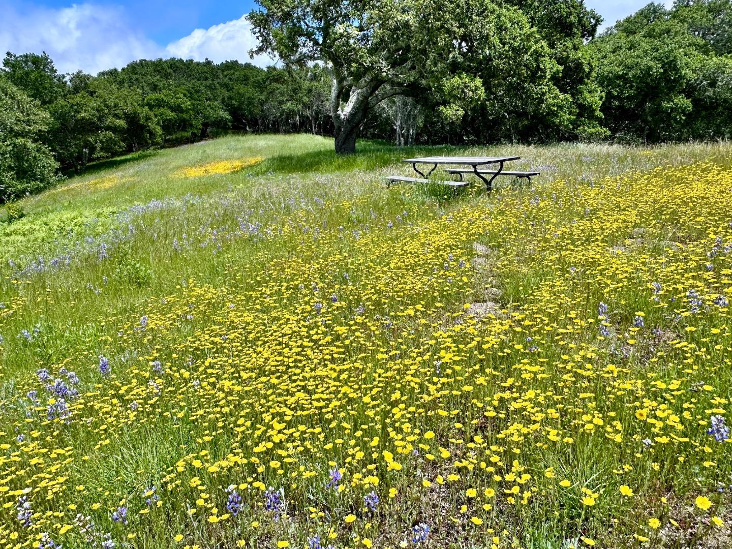 8 Corral Run, Carmel, California 93923, ,Land,For Sale,8 Corral Run,ML81977848