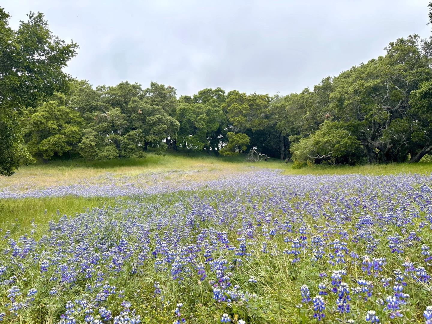 8 Corral Run, Carmel, California 93923, ,Land,For Sale,8 Corral Run,ML81977848