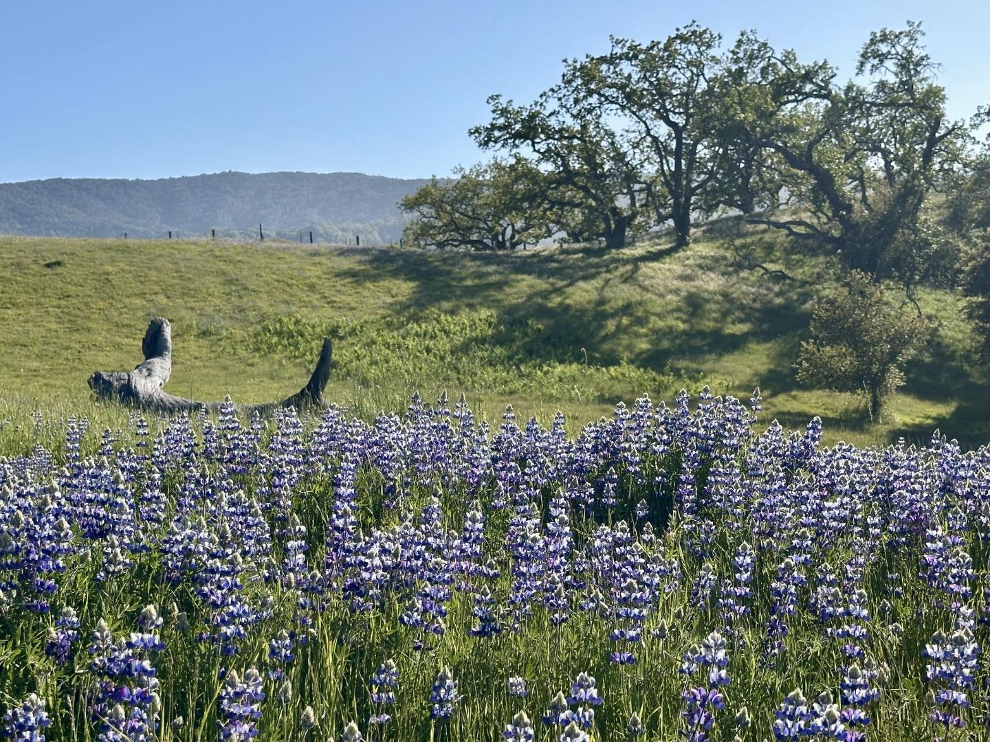 Detail Gallery Image 16 of 25 For 8 Touche Pass, Carmel,  CA 93923 - – Beds | – Baths