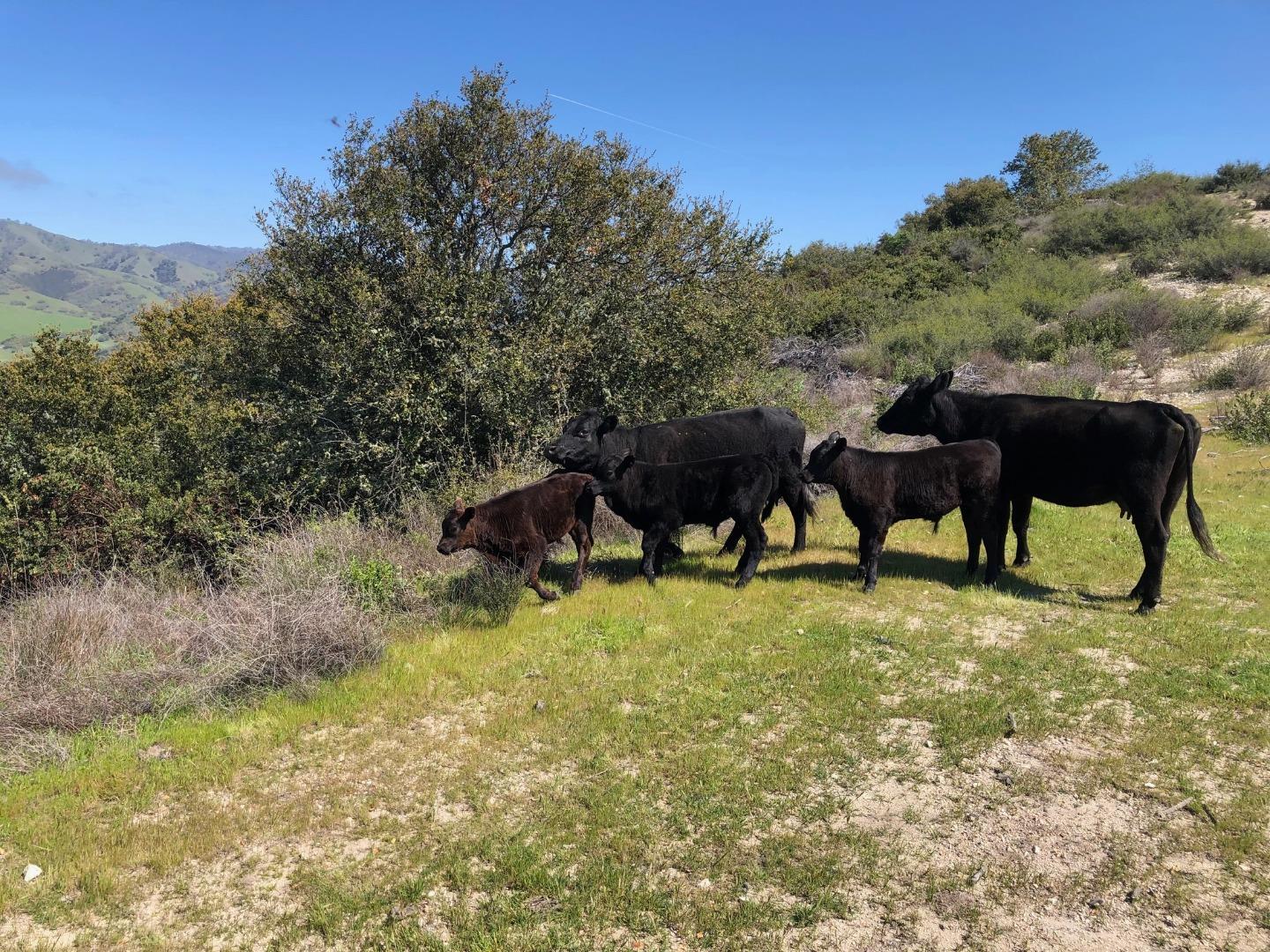 Detail Gallery Image 42 of 43 For 36000 E Carmel Valley Rd, Carmel Valley,  CA 93924 - – Beds | – Baths