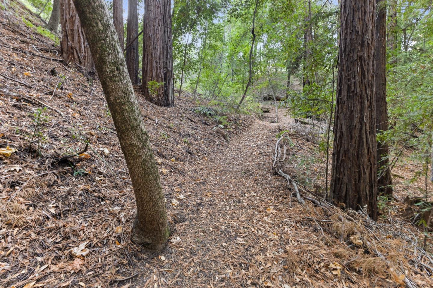 Detail Gallery Image 98 of 109 For 19251 Black Rd, Los Gatos,  CA 95033 - 5 Beds | 3/1 Baths