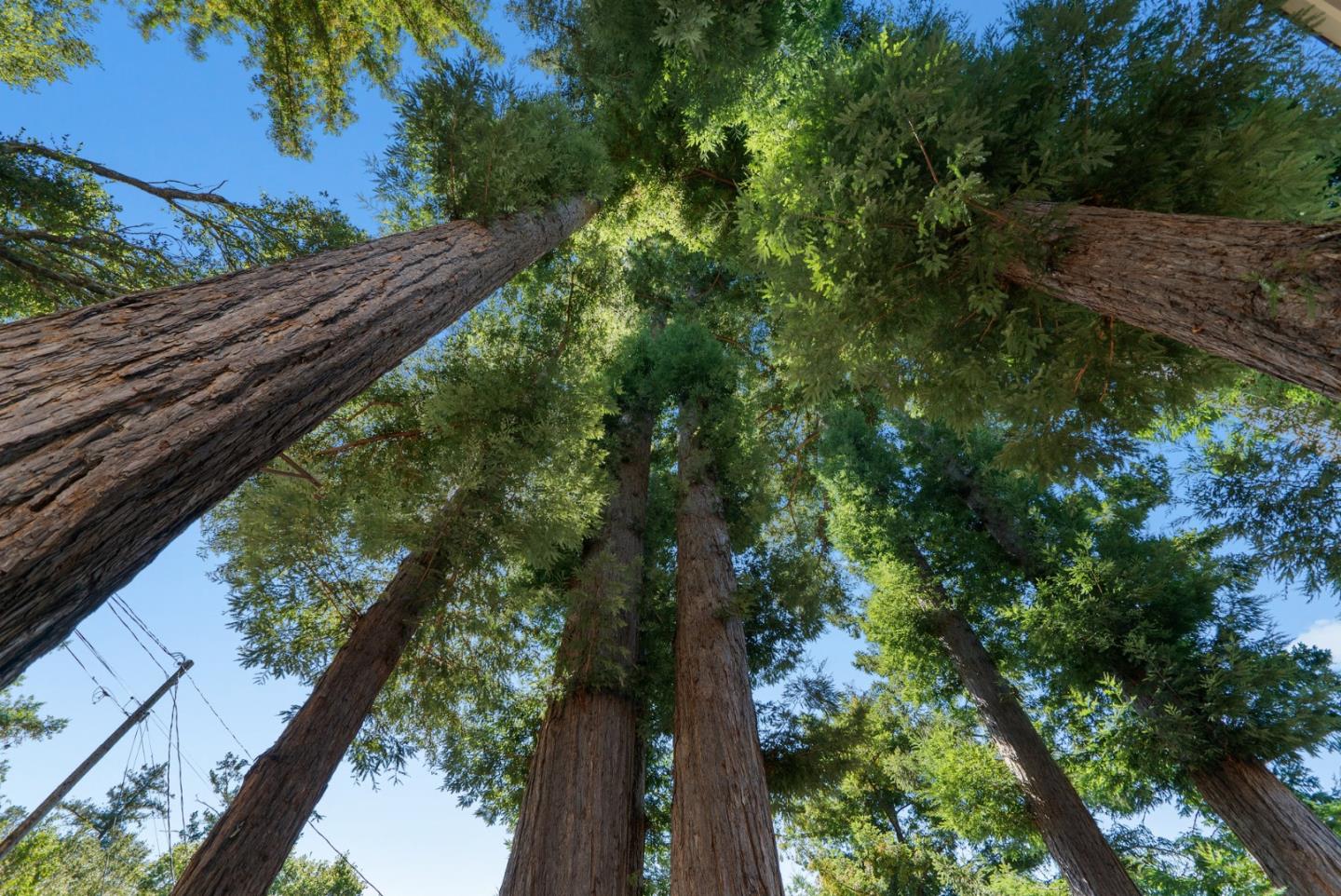 Detail Gallery Image 46 of 53 For 414 Sherman Dr, Scotts Valley,  CA 95066 - 3 Beds | 2/1 Baths