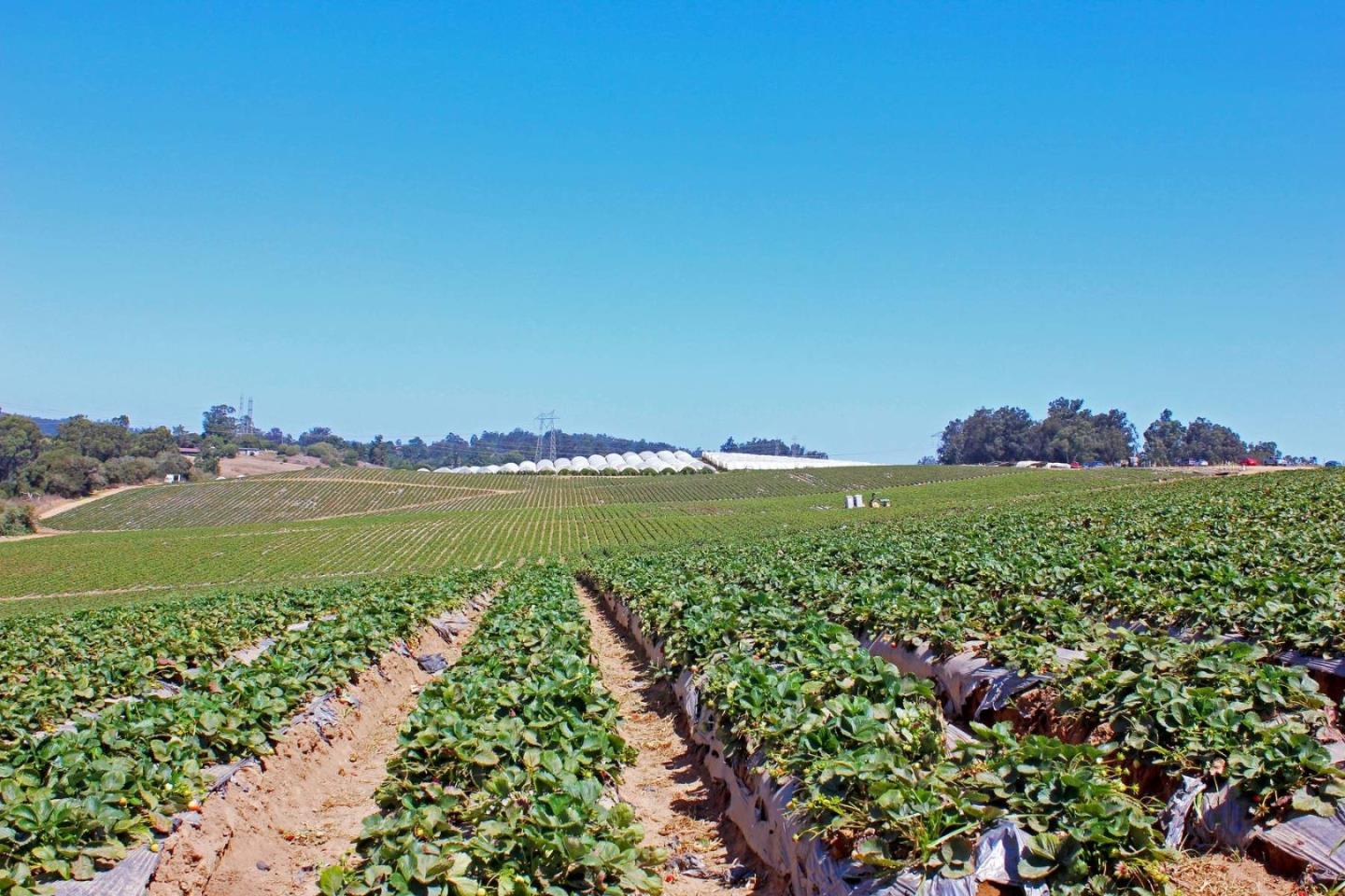 16475 Blackie Road, Salinas, California 93907, ,Commercial Land,For Sale,16475 Blackie Road,ML81984533