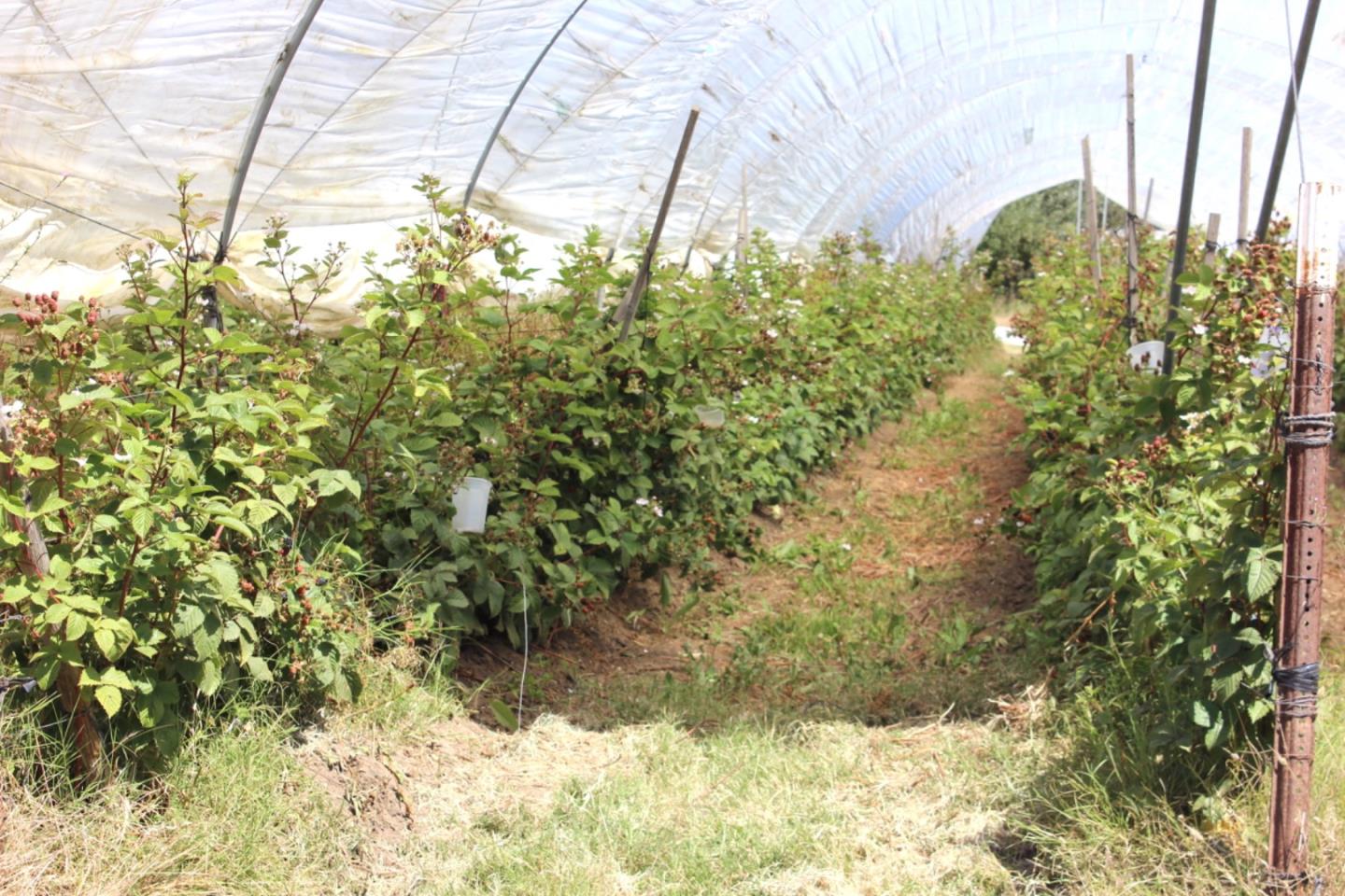 16475 Blackie Road, Salinas, CA, 93907