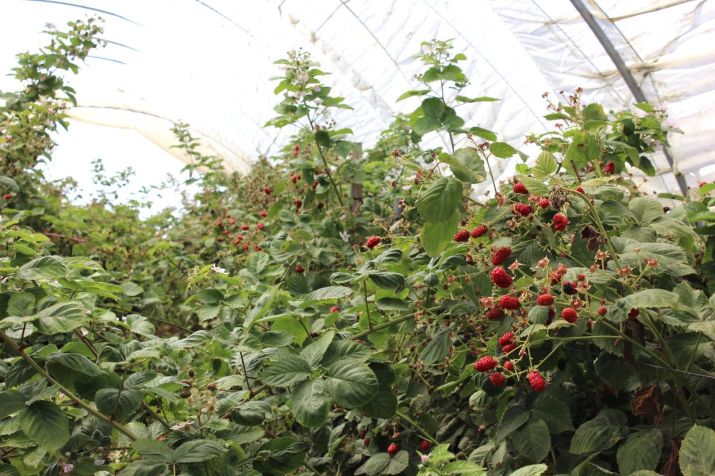 16475 Blackie Road, Salinas, CA, 93907