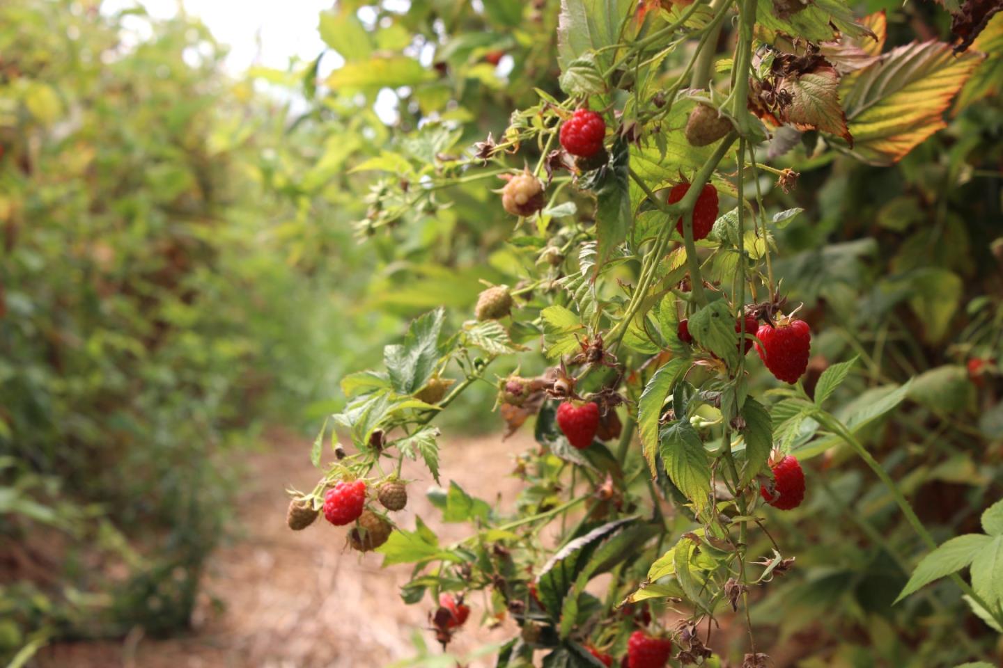 16475 Blackie Road, Salinas, CA, 93907