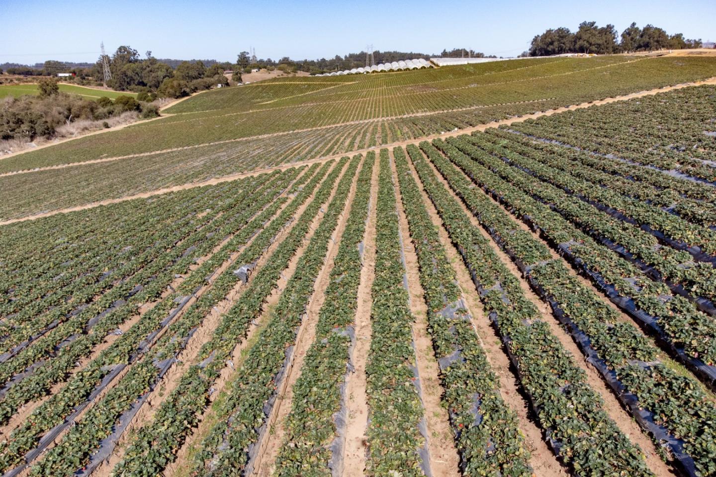 16475 Blackie Road, Salinas, California 93907, ,Commercial Land,For Sale,16475 Blackie Road,ML81984533