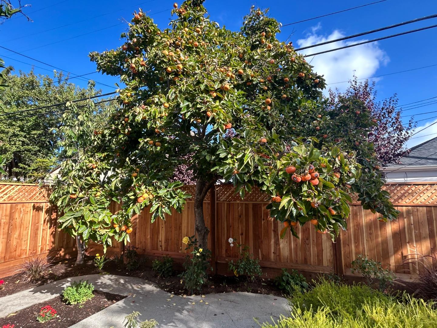 Detail Gallery Image 12 of 14 For 1508 Vancouver Ave, Burlingame,  CA 94010 - 3 Beds | 2 Baths