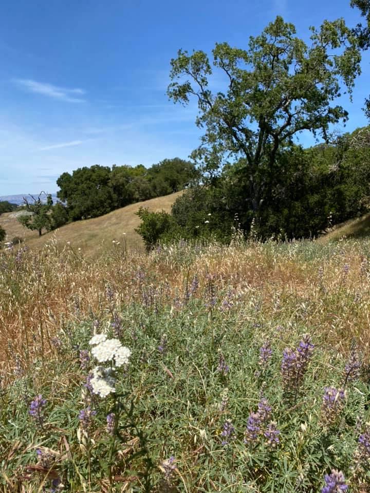 0 0 Via Vespero, San Jose, California 95120, ,Land,For Sale,0 0 Via Vespero,ML81985697