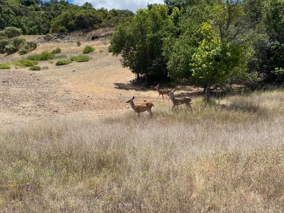 0 0 Via Vespero, San Jose, California 95120, ,Land,For Sale,0 0 Via Vespero,ML81985697